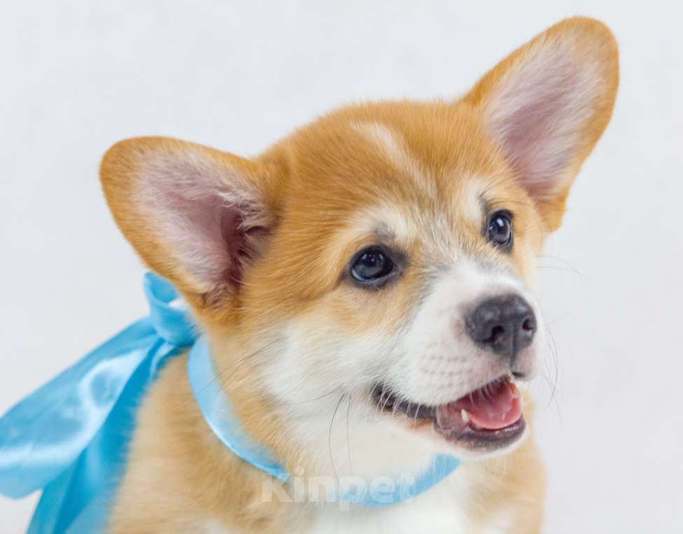 Собаки в Москве: Очаровательные щенки Вельш Корги Пемброк Мальчик, 70 000 руб. - фото 4