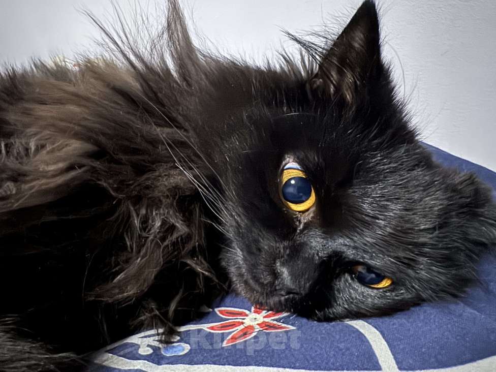 Кошки в Москве: Ласковая кошечка ищет дом Девочка, Бесплатно - фото 4