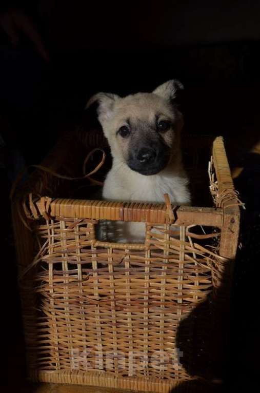 Собаки в Москве: Щенки от маленькой собачки: шоколадный и другие окрасы в дар Мальчик, 1 руб. - фото 4