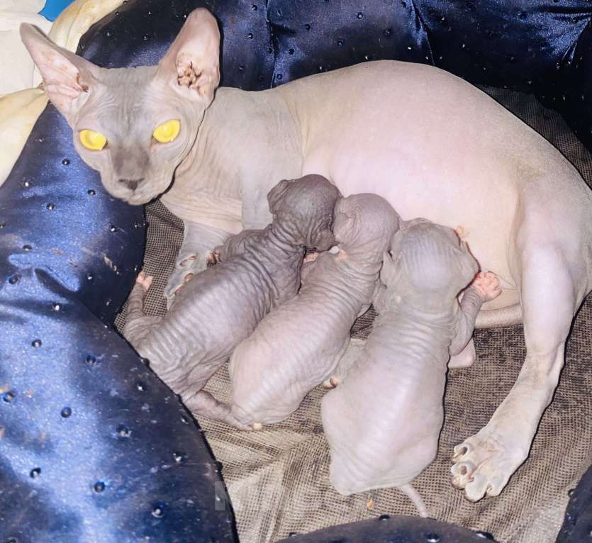 Кошки в Сочи: Канадский сфинкс  Девочка, 20 000 руб. - фото 5