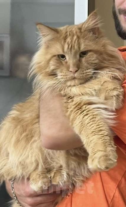 Кошки в Можге: !!!ПОТЕРЯЛСЯ КОТ!!! Мальчик, 10 000 руб. - фото 2