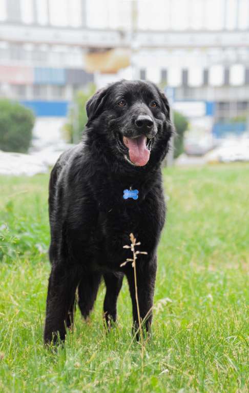 Собаки в других городах Московской области: Спокойный мишка Мальчик, Бесплатно - фото 3