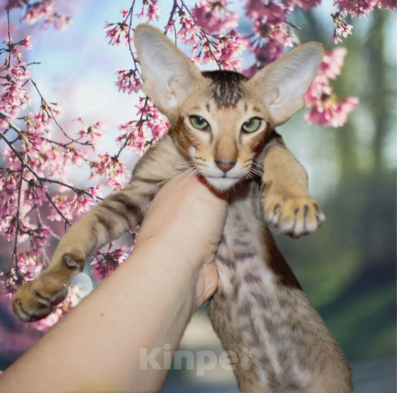Кошки в Томске: Ориентальные котята Мальчик, 50 000 руб. - фото 8