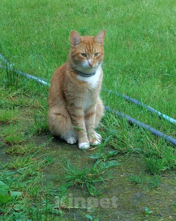 Кошки в других городах Московской области: Юник Мальчик, 20 000 руб. - фото 3