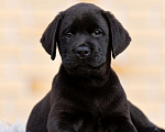 Собаки в других городах Московской области: Черные и коричневые щенки Лабрадора Девочка, 80 000 руб. - фото 2