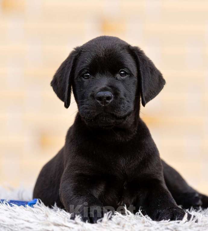 Собаки в других городах Московской области: Черные и коричневые щенки Лабрадора Девочка, 80 000 руб. - фото 2
