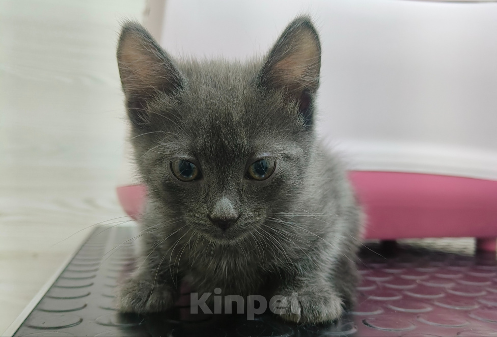 Кошки в Химках: Котёнок Уголёк Мальчик, 1 руб. - фото 1