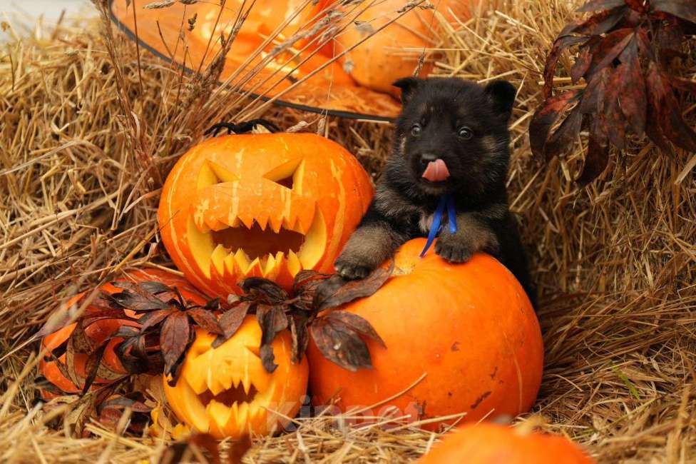 Собаки в других городах Московской области: Кобель ВЕО с Документами РКФ Мальчик, 50 000 руб. - фото 4
