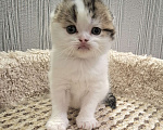 Кошки в Ярославле: Шотландский вислоухий короткошерстный малыш Мальчик, 35 000 руб. - фото 6