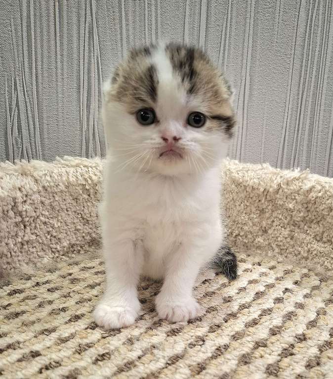 Кошки в Ярославле: Шотландский вислоухий короткошерстный малыш Мальчик, 35 000 руб. - фото 6