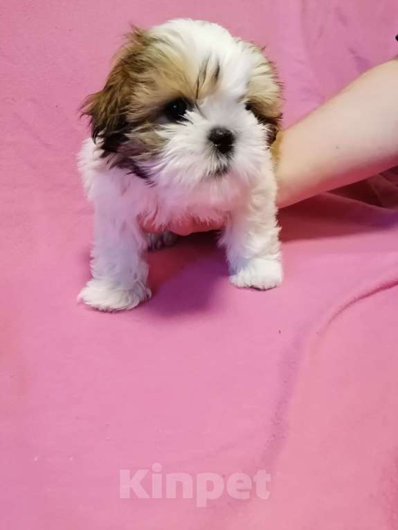 Собаки в Санкт-Петербурге: Девочка ши тцу  Девочка, 40 000 руб. - фото 4