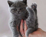 Кошки в Кингисеппе: Котята, 3 000 руб. - фото 1