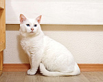 Кошки в Москве: Белоснежная красавица Зефирка ждёт своего человека Девочка, 347 руб. - фото 3