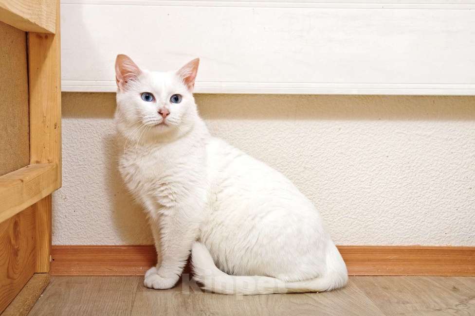 Кошки в Москве: Белоснежная красавица Зефирка ждёт своего человека Девочка, 347 руб. - фото 3