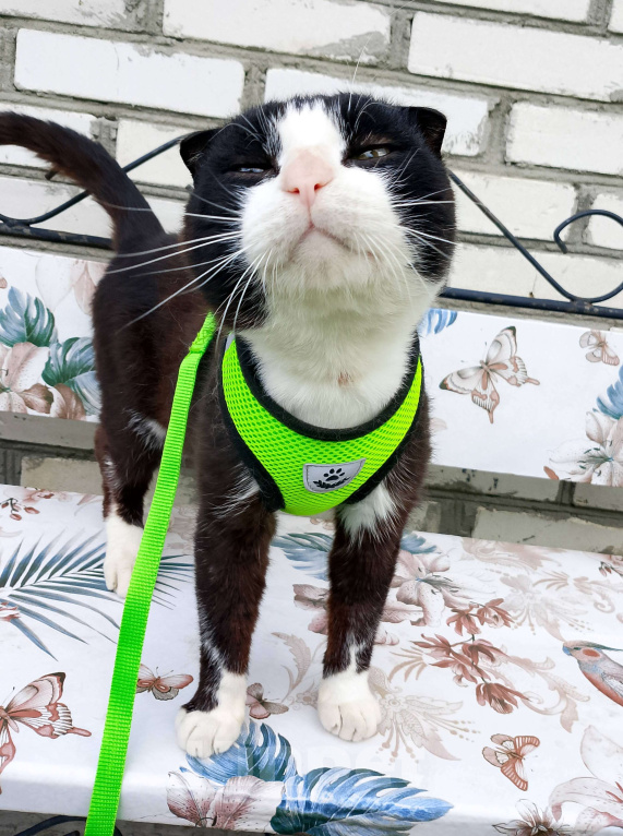 Кошки в Тамбове: Феликс  Мальчик, Бесплатно - фото 4