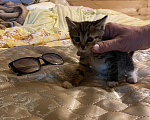 Кошки в Москве: Котята в добрые руки Девочка, Бесплатно - фото 1