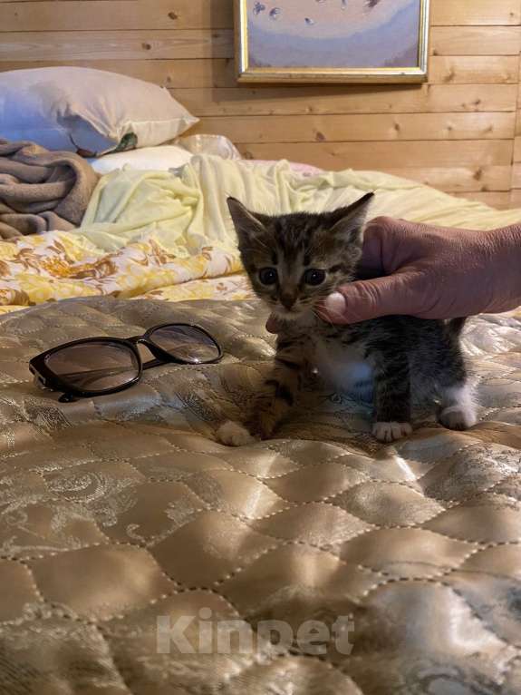 Кошки в Москве: Котята в добрые руки Девочка, Бесплатно - фото 1