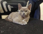Кошки в Ступино: Бурманские котята Девочка, 25 000 руб. - фото 2