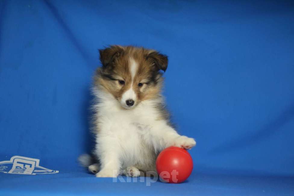 Собаки в Рязани: Щенки шелти. Мальчик, 60 000 руб. - фото 2