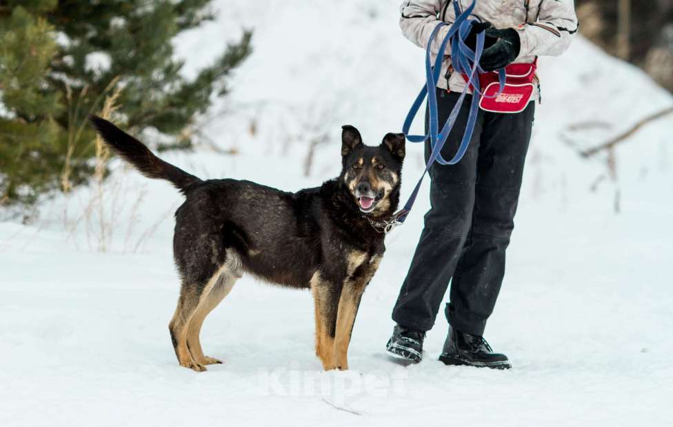 Собаки в других городах Пермского края: Брутальный внешне, а внутри мамочник Мальчик, Бесплатно - фото 7