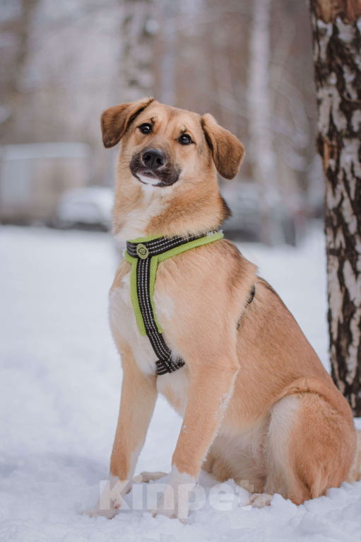 Собаки в Москве: Нанами Девочка, Бесплатно - фото 3