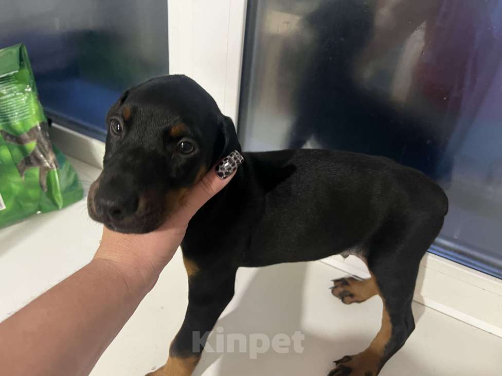 Собаки в Новоалтайске: Мальчуган Мальчик, Бесплатно - фото 2