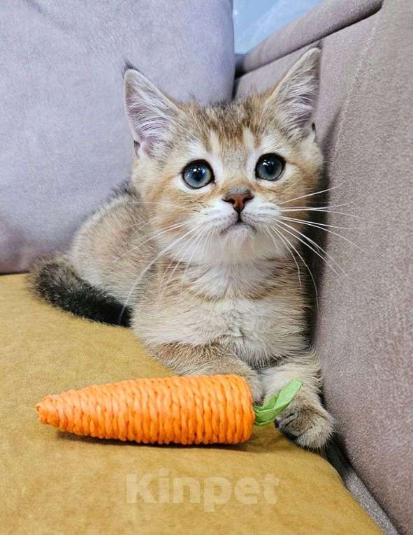 Кошки в Владимире: Шотландский котёнок мальчик Мальчик, Бесплатно - фото 3