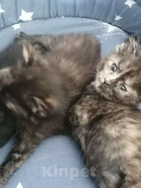 Кошки в Красноярске: Лапочка девочка Девочка, 1 руб. - фото 3