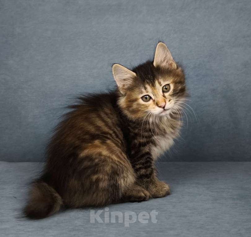 Кошки в Егорьевске: Курильский бобтейл Девочка, 50 000 руб. - фото 4