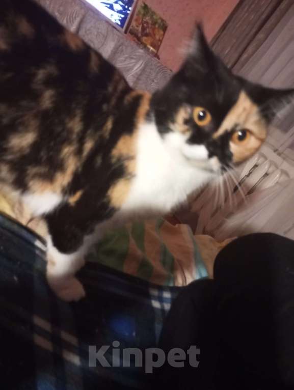 Кошки в Обнинске: Кошка домашняя Девочка, Бесплатно - фото 8