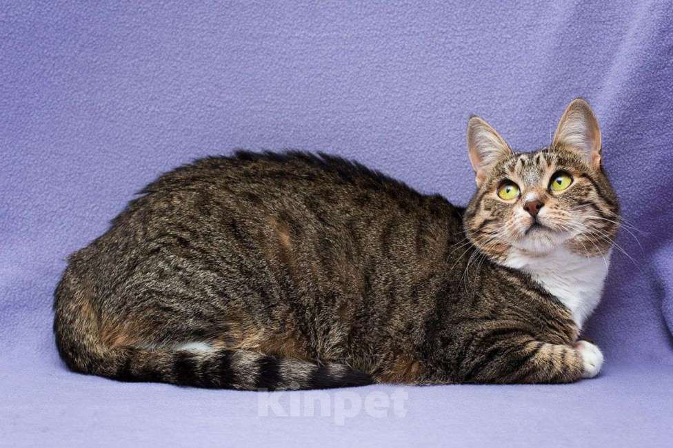 Кошки в Москве: Шакира уже год грустит в приюте  Девочка, Бесплатно - фото 2