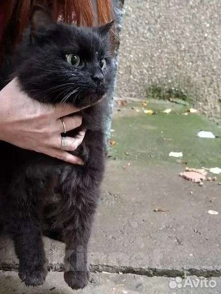 Кошки в других городах Ставропольского края: Молодая кошечка в добрые руки  Девочка, Бесплатно - фото 1