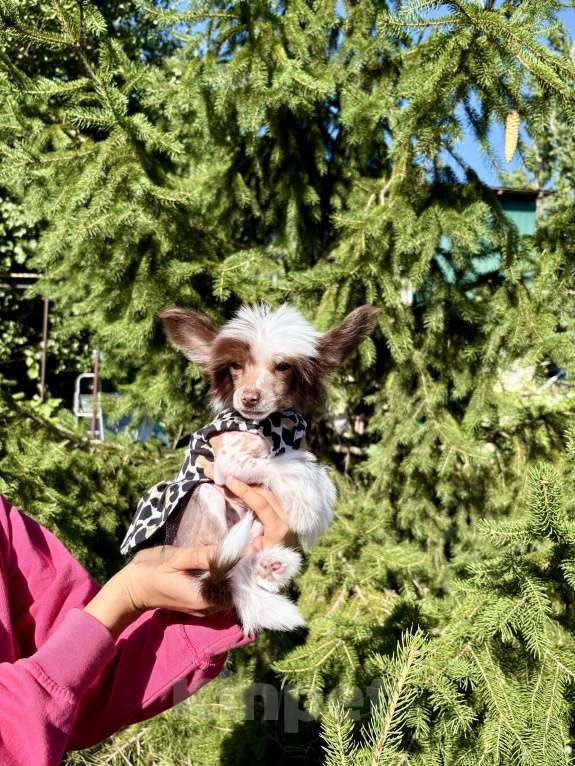 Собаки в Керчи: Миниатюрная голая девочка Девочка, 80 000 руб. - фото 1