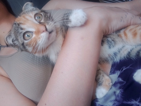Отдам котенка