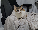 Кошки в Москве: Котенок в добрые руки Девочка, Бесплатно - фото 4