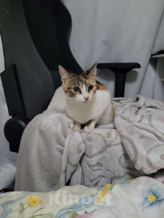 Кошки в Москве: Котенок в добрые руки Девочка, Бесплатно - фото 4