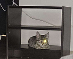 Кошки в Санкт-Петербурге: Котенок Люмия Люми Девочка, Бесплатно - фото 8