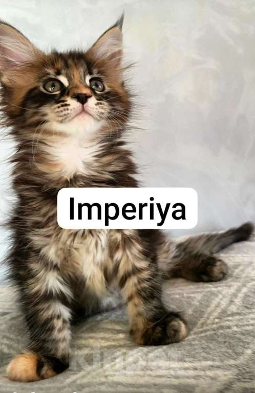 Кошки в Санкт-Петербурге: Чистокровные породистые котята Мейн-кун Мальчик, Бесплатно - фото 5