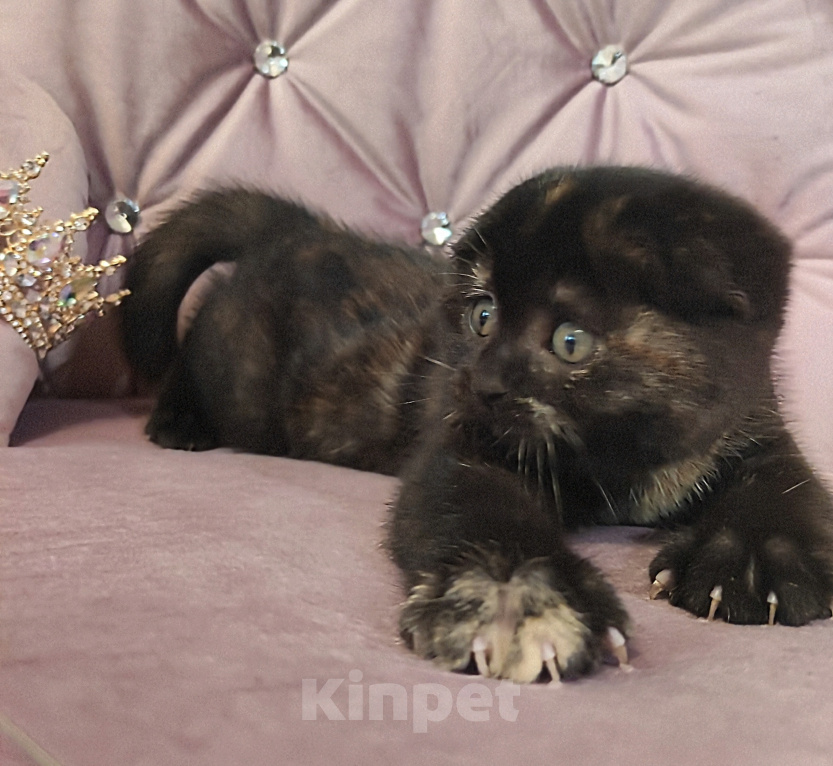 Кошки в Калуге: Шотландский вислоухий котенок Девочка, 49 000 руб. - фото 5
