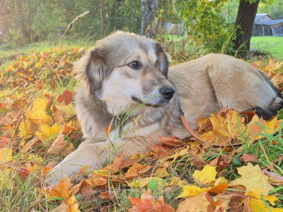 Собаки в Москве: Милашка Буся ждëт тебя.  Девочка, Бесплатно - фото 4