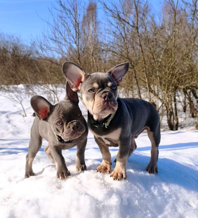 Собаки в других городах Московской области: Лиловый щенок Мальчик, 95 000 руб. - фото 5