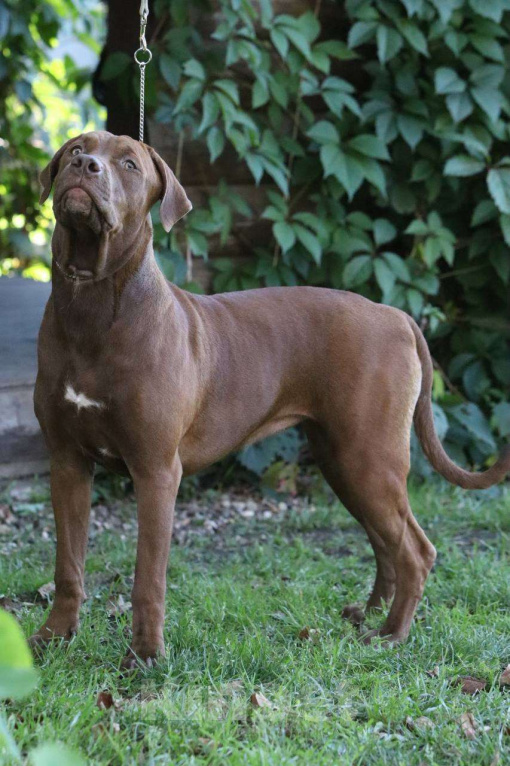 Собаки в Москве: Щенок Прайтера Девочка, 80 000 руб. - фото 1