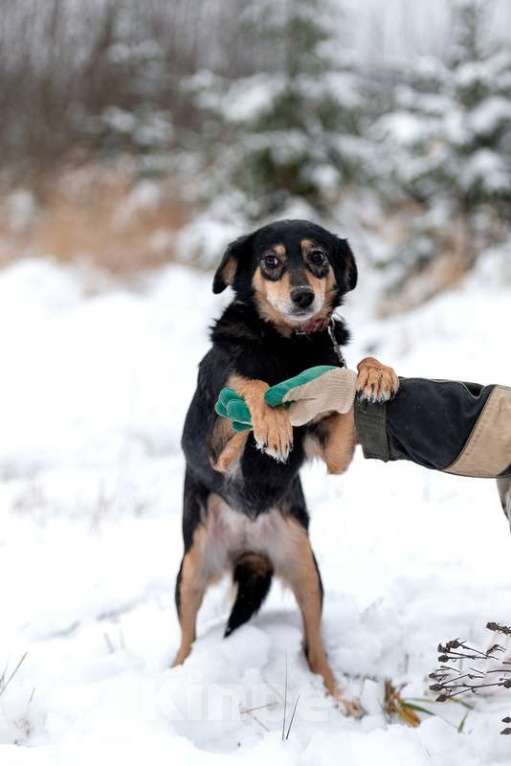 Собаки в Москве: Маленькая ласковая собачка Амалия в добрые руки Девочка, Бесплатно - фото 4