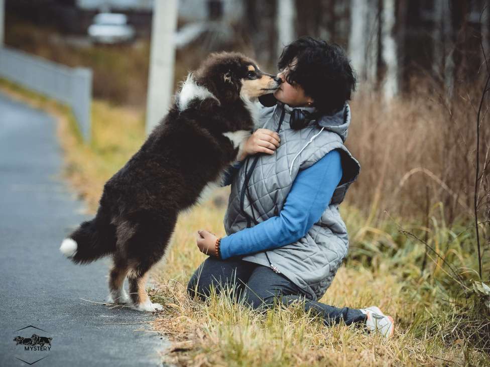 Собаки в других городах Свердловской области: Колли Адмирацион Мальчик, 70 000 руб. - фото 3