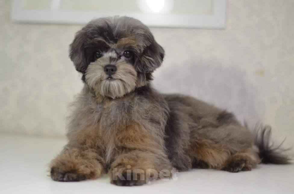 Собаки в Нижнем Новгороде: Эффектная девочка йоркипу Девочка, 80 000 руб. - фото 7