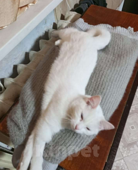 Кошки в Чите: Отдам милую кошечку Девочка, Бесплатно - фото 4