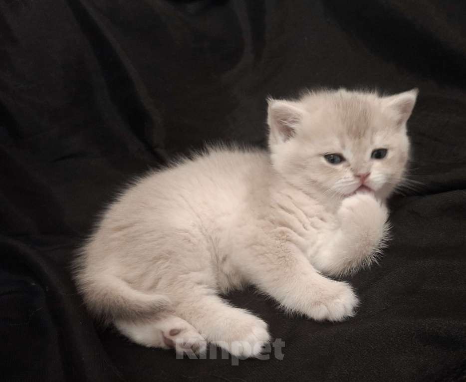 Кошки в Москве: Шотландский прямоухий мальчик голубая золотая шиншилла Мальчик, 30 000 руб. - фото 3