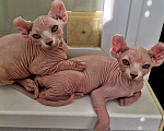 Кошки в Самаре: Чистокровные эльфы девочки Девочка, 20 000 руб. - фото 3