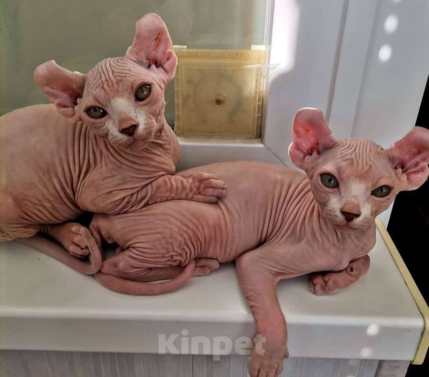 Кошки в Самаре: Чистокровные эльфы девочки Девочка, 5 000 руб. - фото 3