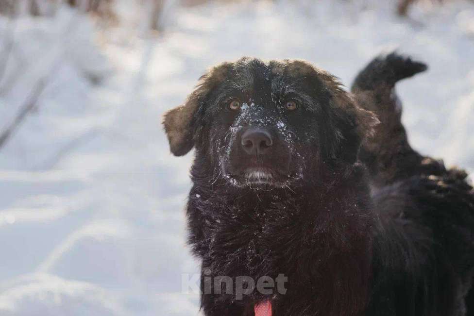 Собаки в Москве: Окси ищет дом Мальчик, Бесплатно - фото 1